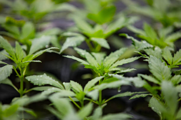 istock Close-up of Cannabis Seedlings 1313482242