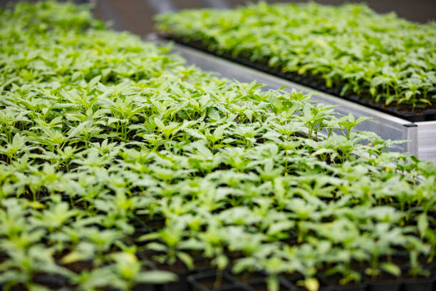 istock Cannabis Seedlings Growing Indoors 1313482245