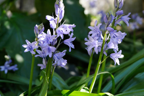 istock Wood Hyacinths 1313482869