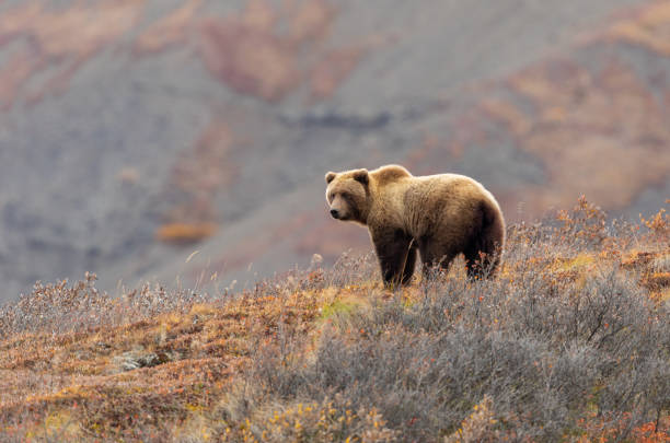 grizzlybär in alaska im herbst - braunbär stock-fotos und bilder