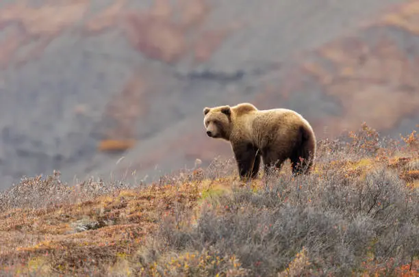 Photo of Grizzly Bear in Alaska in Autumn