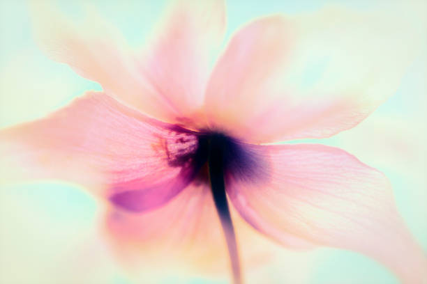 Anemone flowers flowerhead abstract art - from sweden nature