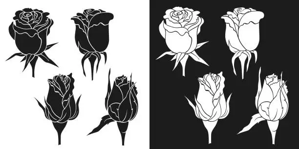 Vector illustration of Rose unopened bud silhouettes set isolated vector