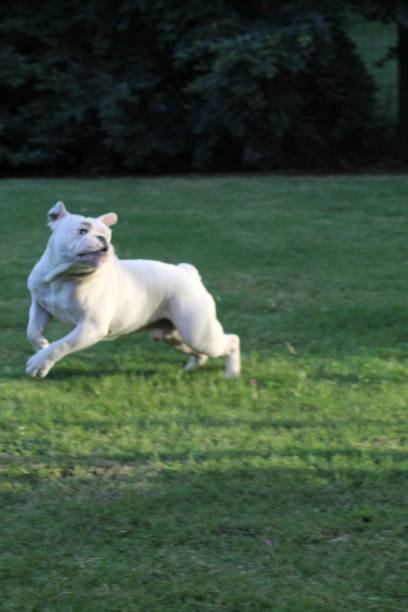 istock English bulldog 1313484907