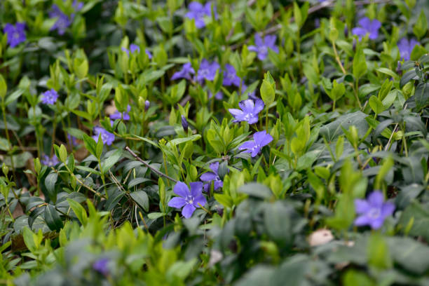 istock Close up of Scilla section Chionodoxa plants 1313486491