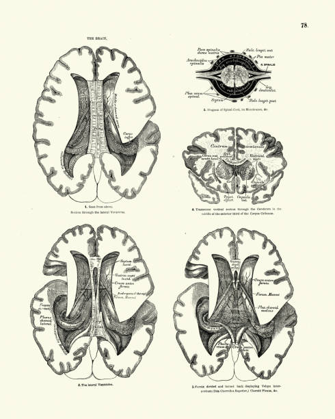 illustrations, cliparts, dessins animés et icônes de anatomie, le cerveau humain, dessin anatomique victorien 19ème siècle - planche médicale