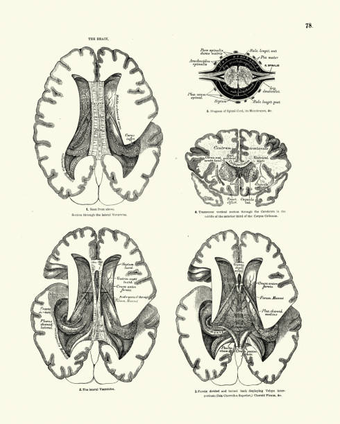 Anatomy, The Human Brain, Victorian anatomical drawing 19th Century Vintage illustration of Anatomy, The Human Brain, Victorian anatomical drawing 19th Century vintage medical diagrams stock illustrations