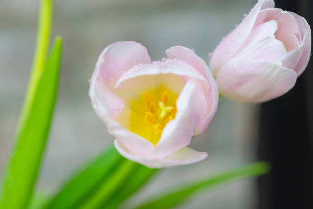 Beautiful Spring Tulips-Howard County, Indiana