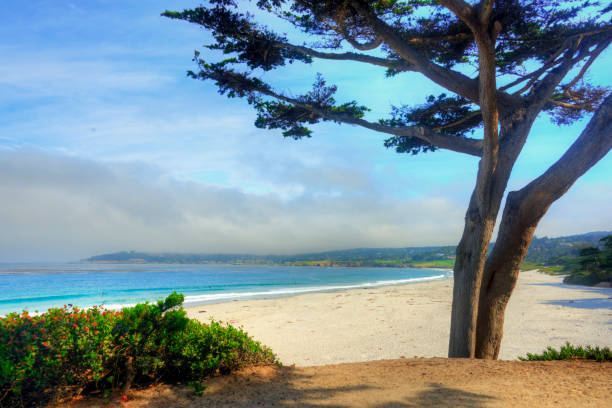 istock Beach Scene in Morning-Carmel,  California 1313488119