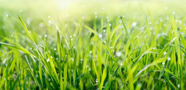 Fresh green grass with water drops