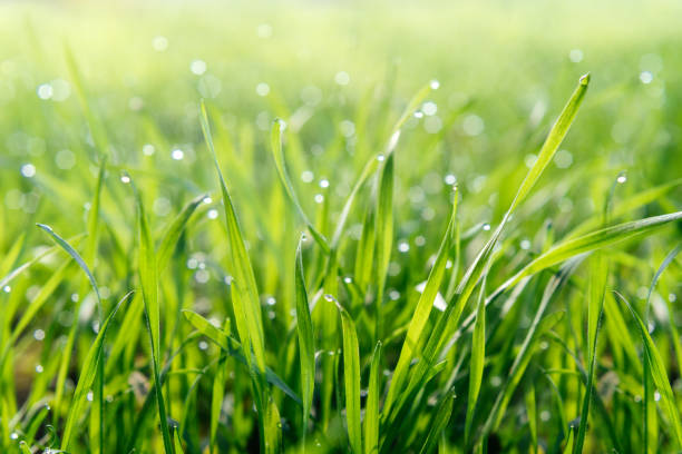 istock Fresh green grass with water drops natural green background 1313488330
