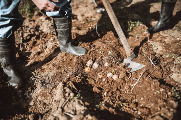 A bucket filled with freshly harvested potatoes sits on tilled earth with a shovel leaning against it. The field is bathed in warm, golden light as evening approaches.