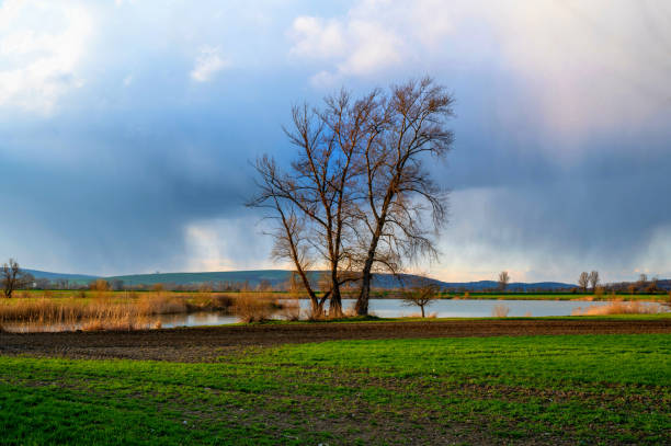 Tree silhouette on lake shore, meadow and green field in early spring sunset, it rains on horizon. Near village Topolna, Czech republic.