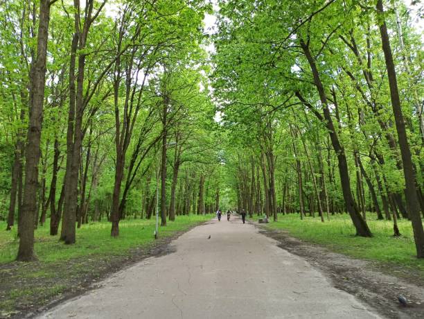City park with large trees. People have a rest in park with big trees. Summer holidays. Family vacation. Travel concept. Family have a rest in spring park