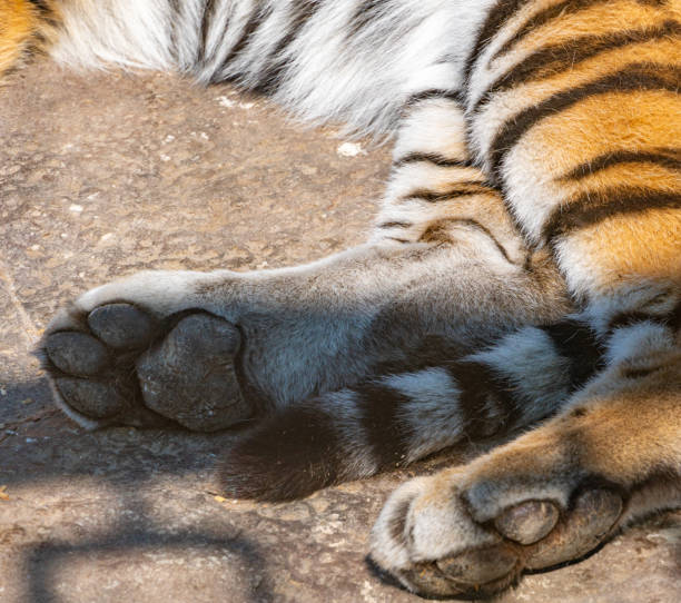 istock Tiger paws close-up while resting in sunny weather 1313489650