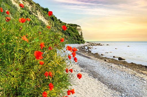 Wild poppies on the beach of the island of Ruegen