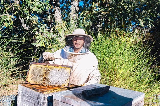 young beekeeper showing a honeycomb where you can see how the bees work to close and protect the honey for the winter