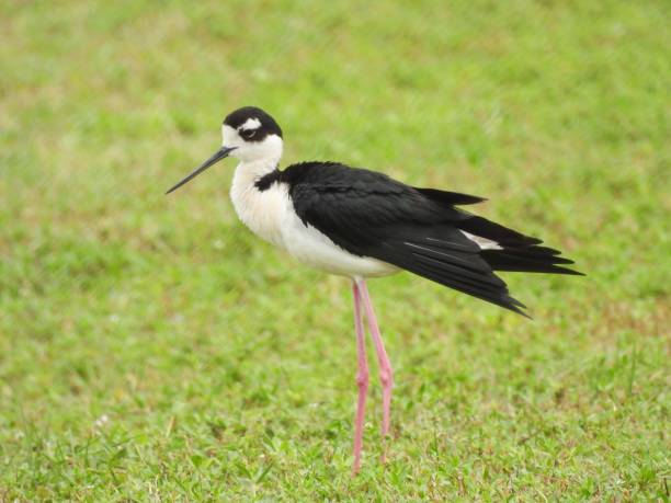 schwarzhalsläufer (himantopus mexicanus) stehend im gras - himantopus himantopus mexicanus stock-fotos und bilder