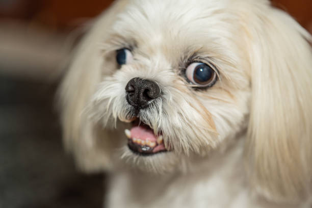 istock Fluffy squint dog. Cute look. 1313493364