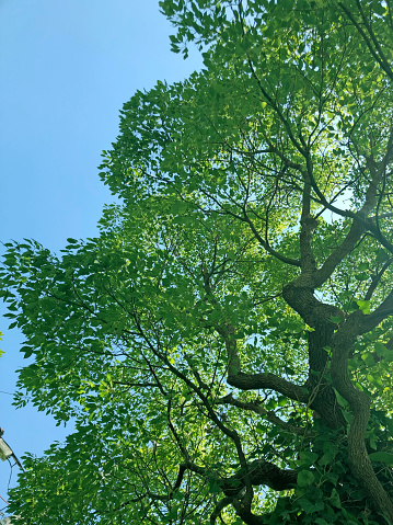 look up at the tree