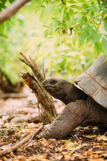 istock Giant tortoise Aldabra 1313494818