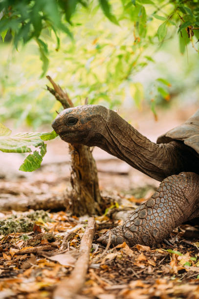 istock The giant tortoise eats the leaves 1313494820