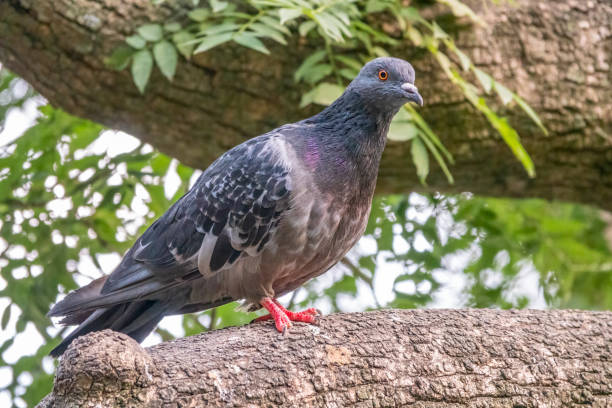 istock Grey pigeon sitting on a tree branch on green background. 1313495524