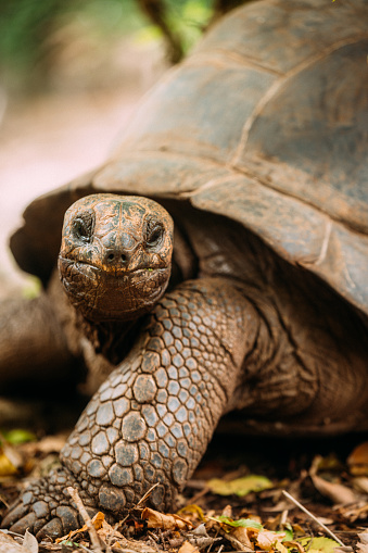 A large giant tortoise with its enormous size native and unique to the Galapagos Islands