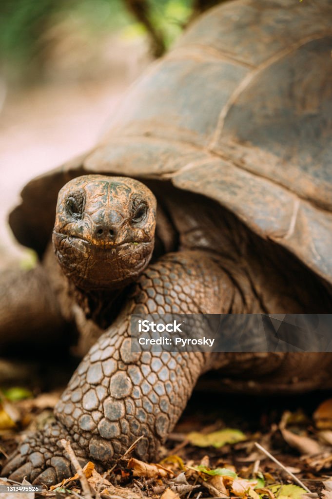 Giant tortoise Close-up of a giant tortoise Aldabra
Animal Head, Turtle, Tortoise, Africa Turtle Stock Photo