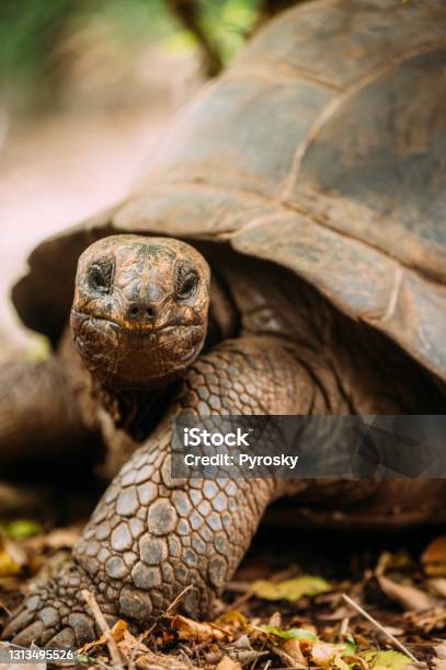Giant Tortoise Stock Photo - Download Image Now - Turtle, Tortoise, Zanzibar