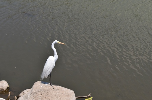 View of white heron on a stone on the shore of Lake Chapala, Jalisco