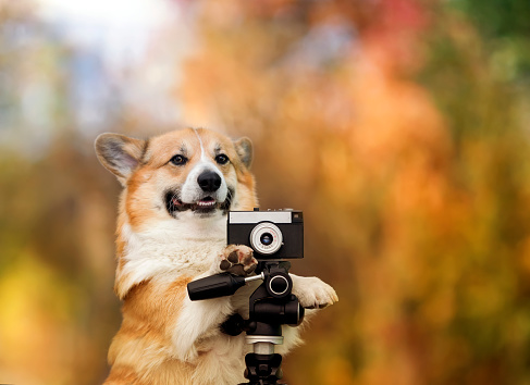 funny photographer corgi dog in a bright sunny garden with an old camera