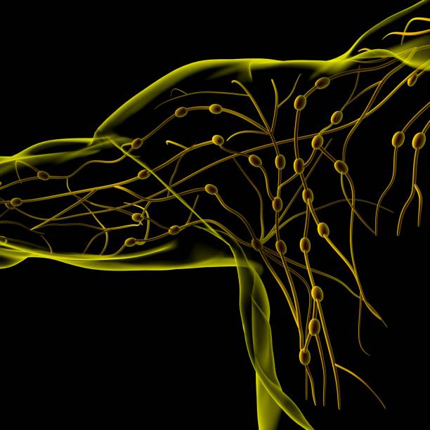 istock Human Lymph Nodes Anatomy For Medical Concept 3D Rendering 1313496932