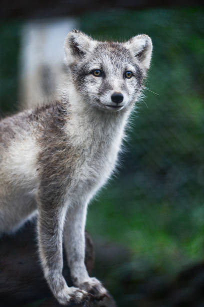 istock An orphaned Arctic fox in the Westfjords 1313497136