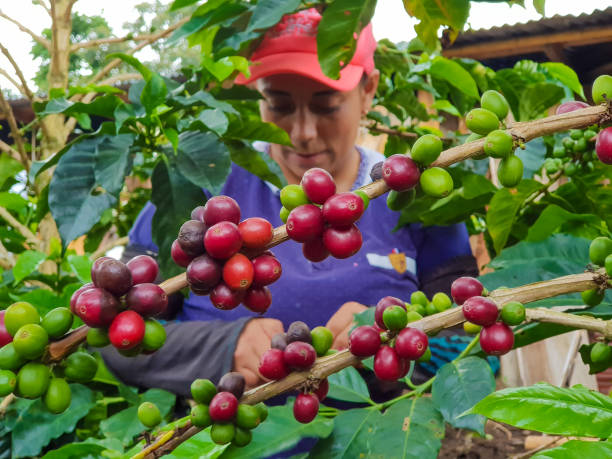 istock Peasant woman picking coffee 1313498383