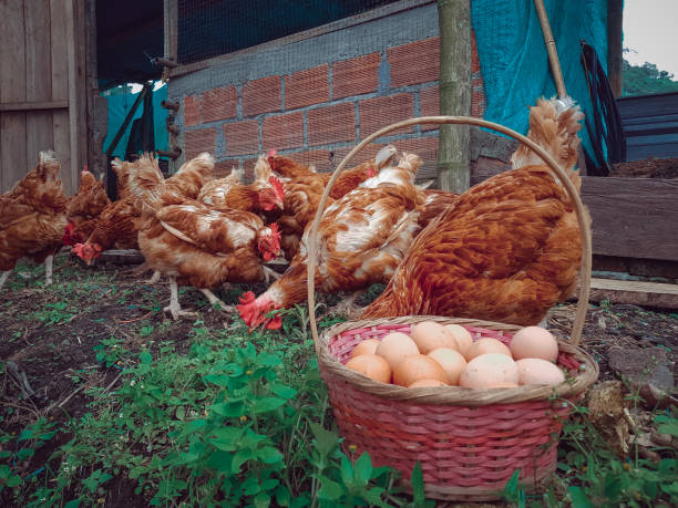 istock Chicken eggs on my farm 1313498445