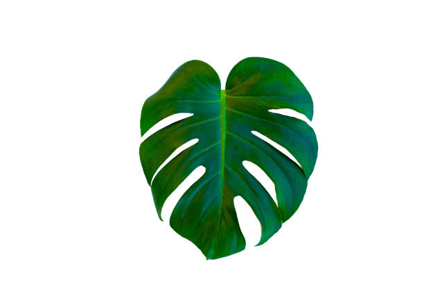 istock Monstera Borsigiana leaf close up with isolated white background 1313498534