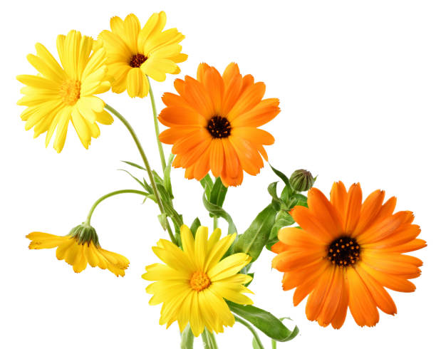 istock Calendula flowers close up isolated 1313499529