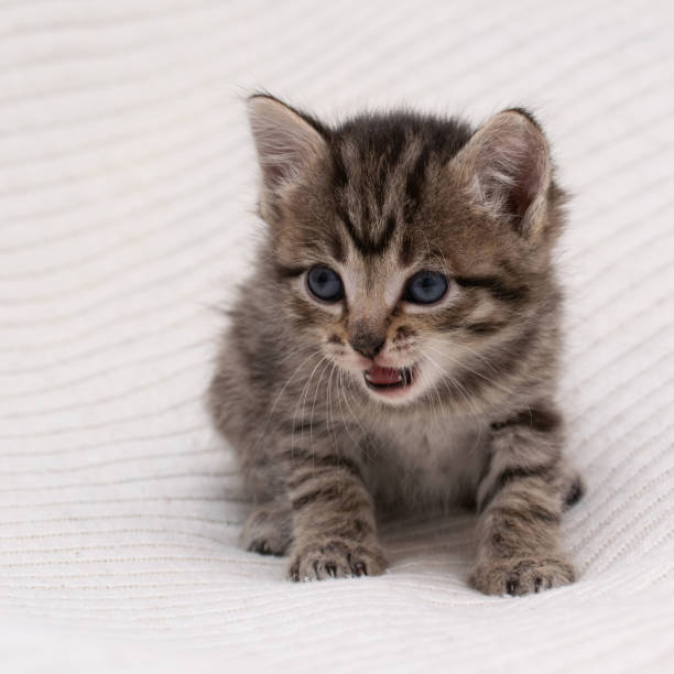 istock Little tabby kitten at home on a plaid. 1313500756