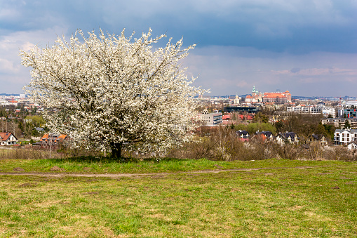 Krakow, Poland - April 20, 2021: In the distance, you can see the beautiful Wawel Royal Castle in Krakow in spring colors.