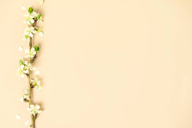 istock Spring nature background with spring cherry blossom branch on color background 1313502136