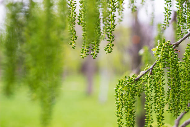 Sunbeams through Willow Tree in morning fog. Beautiful spring