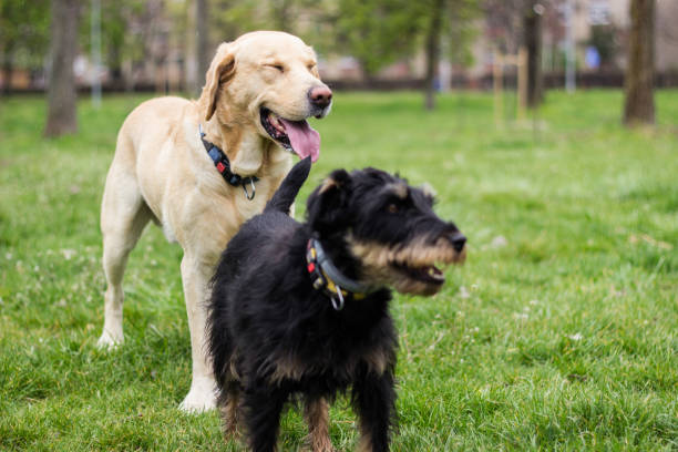 istock Two dogs spending time in the park 1313503566