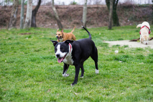 istock Three friendly happy dogs playing in summer park 1313503582