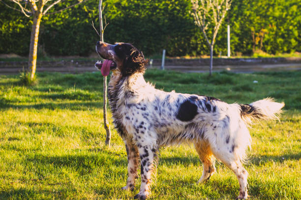 istock black and white hunting spanier dog 1313503586