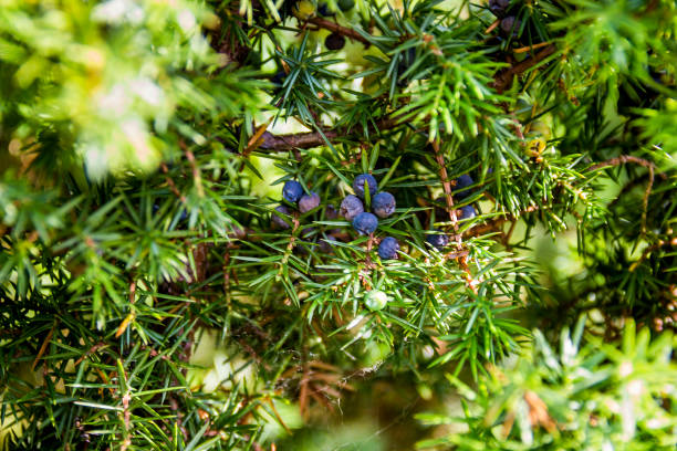 istock close-up of Juniperus communis 1313504716