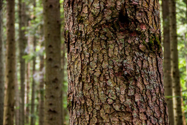 close-up textured bark of spruce tree