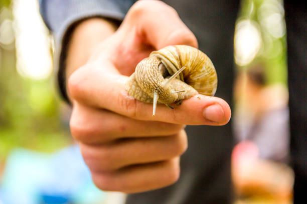 istock a big garden snail (Helix pomatia) 1313504873