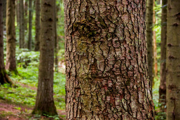 istock close-up bark of spruce 1313504898