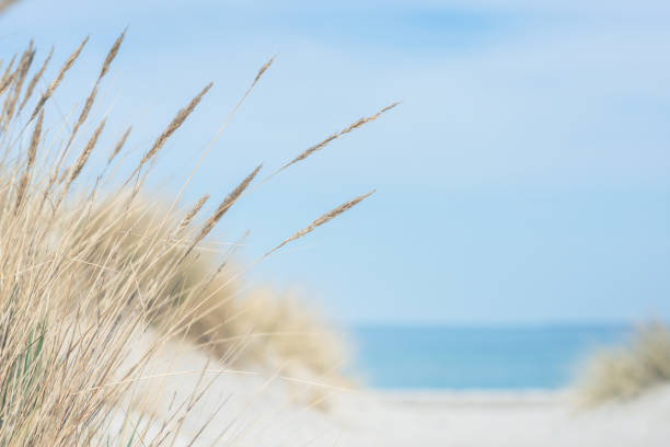 baltic sea dunes over blue coastline background - coastline nature sea beach imagens e fotografias de stock